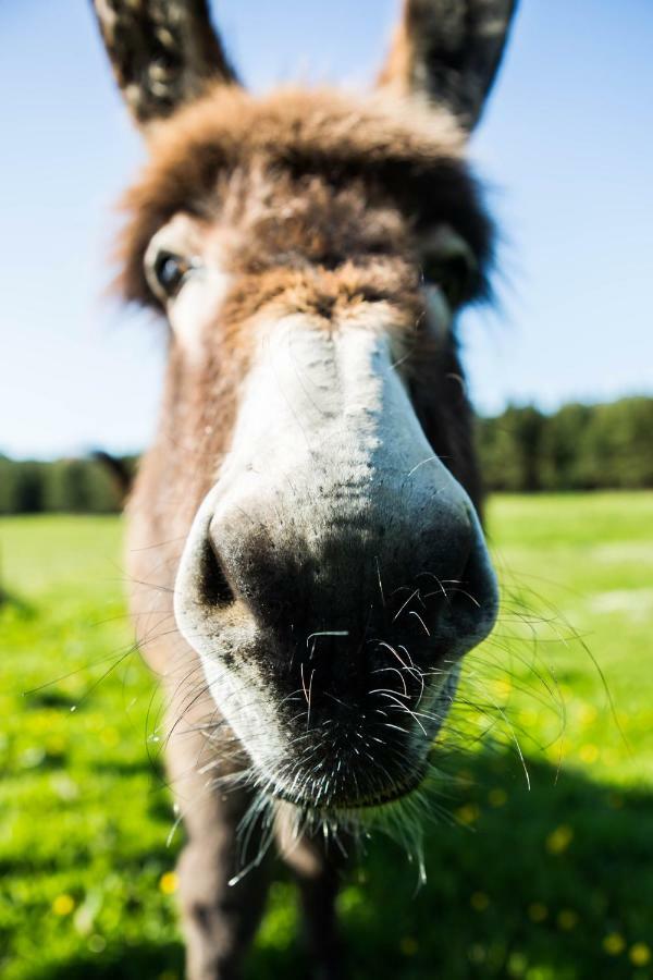 Clissmann Horse Caravans Glamping Rathdrum Buitenkant foto