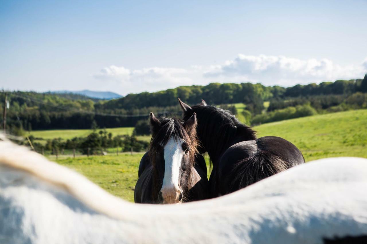 Clissmann Horse Caravans Glamping Rathdrum Buitenkant foto